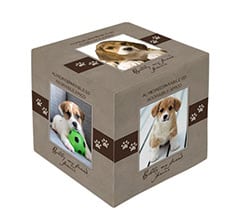 Foto cubo immagini Little animal