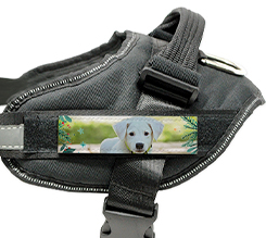 Pettorina cane taglia M grafica con vischio natalizio