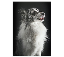 Poster-collage-70x100-verticale