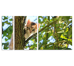 Immagine di gattino su stampa diviso tre pannelli