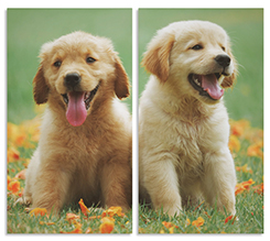 Stampa su due pannelli la tua immagine