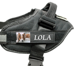 pettorina per cani personalizzata con foto e nome