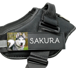 pettorina per cani di taglia media personalizzata