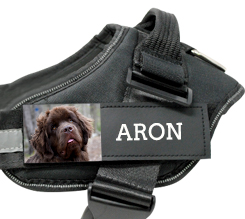 pettorina personalizzata per cani di taglia grande