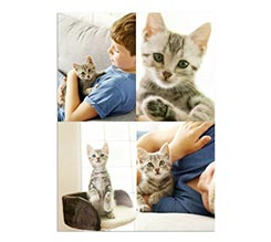 Poster collage 70x100 cm 4 Riquadri