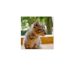 Puzzle quadrato in legno con gatto