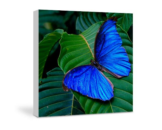 Tela pittorica dimensione 20x20