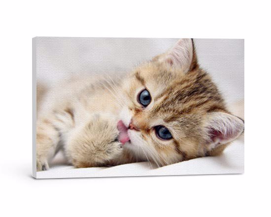 Stampa su tela di foto di gattino