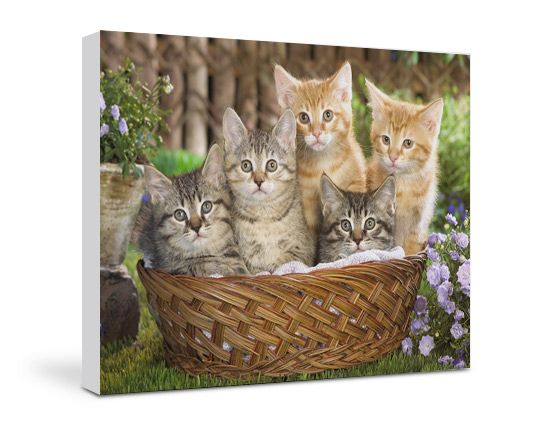 gruppo di gattini tampatio su tela