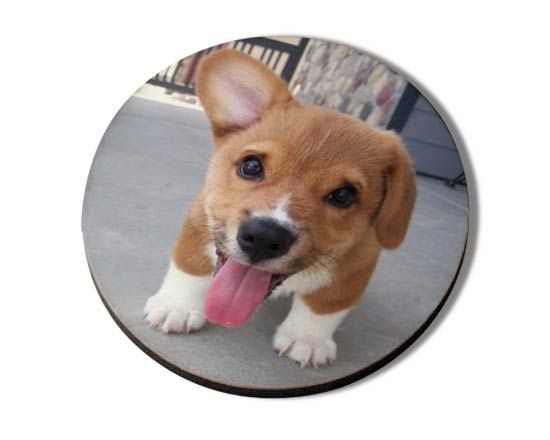 calamite in masonite con foto di un cagnolino forma circolare