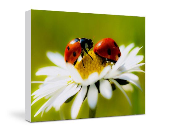 Stampa su tela con coccinella