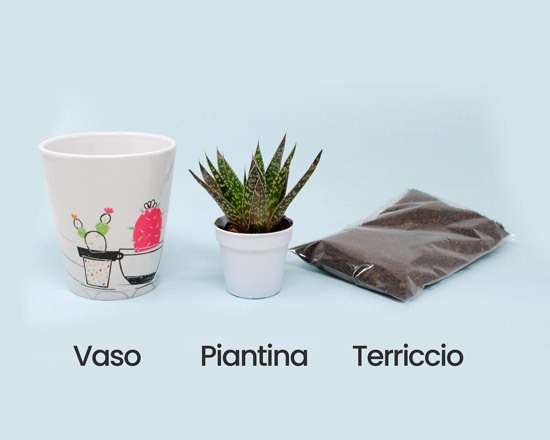 kit per piante grasse inviato insieme al vaso