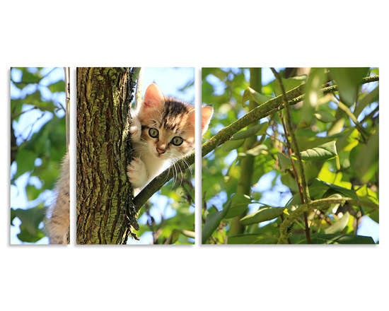 Immagine di gattino su stampa diviso tre pannelli