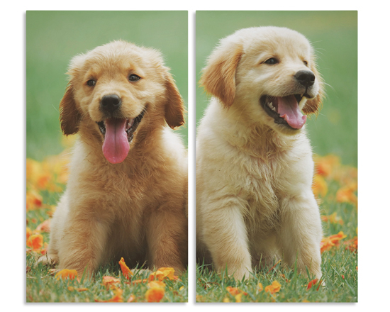 Stampa su due pannelli la tua immagine