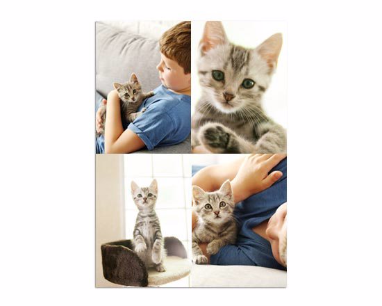 Poster collage Gattino 70x100 cm 4 Riquadri