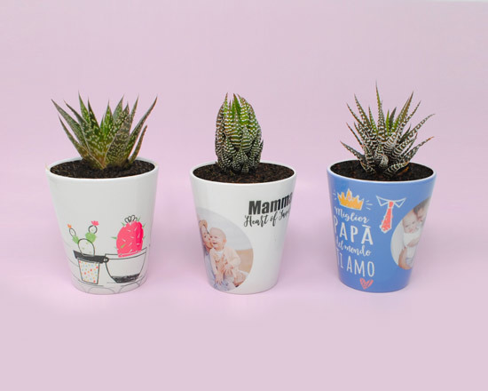 piantine grasse disponibili inviate con vaso