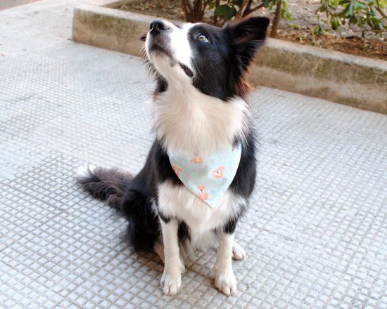 bandana per cani indossata frontalmente