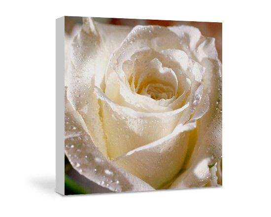 Stampa su tela 100 x 100 cm