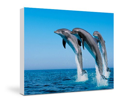 Tela 30x20 su legno abete