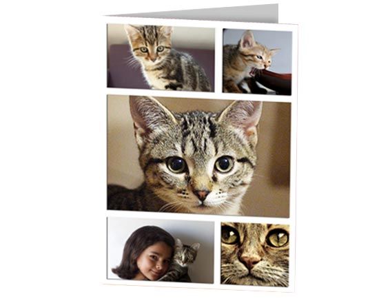 Card collage 5 riquadri con foto di gatti