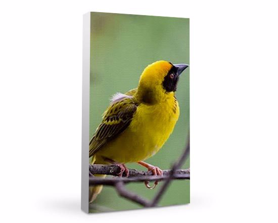 ritrai soggetti e paesaggi e stampali su formato di tela 20x40 cm