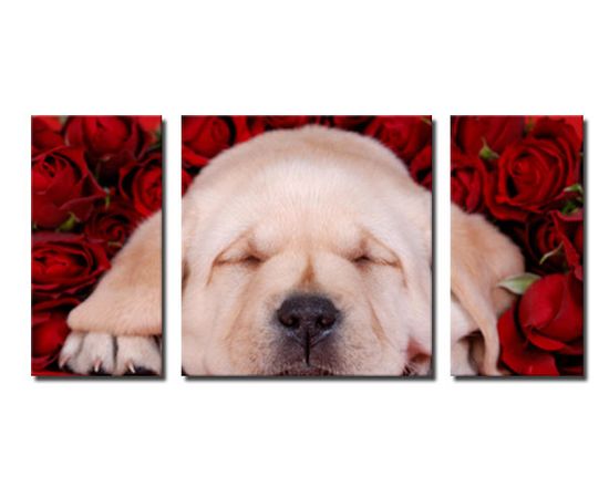 Stampa di cane su pannelli moderni