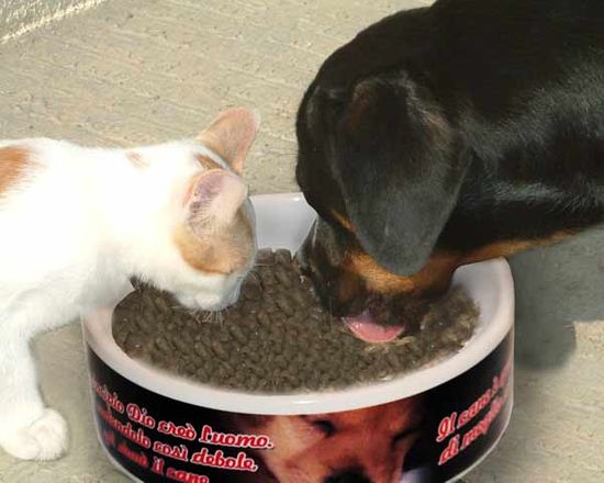 rendi più belli i pasti dei tuoi animali con la ciotol personalizzata