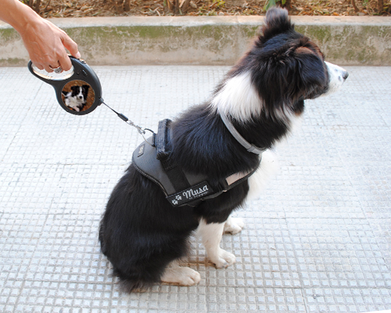 Guinzaglio adatto per cani di ogni taglia