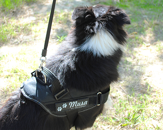 pettorina cane taglia M indossata dettaglio aggancio guinzaglio