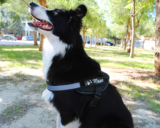 pettorina cane taglia XL indossata