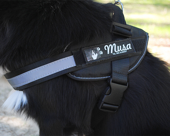 pettorina cane taglia XL indossata dettaglio