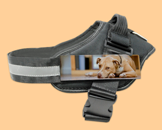 Pettorina cane taglia XL