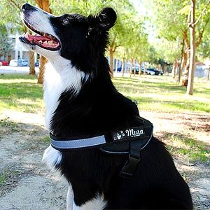 Cane con pettorina personalizzata durante la passeggiata