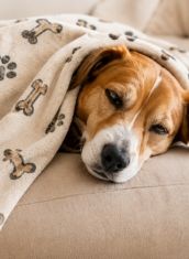 Cane con coperta personalizzata