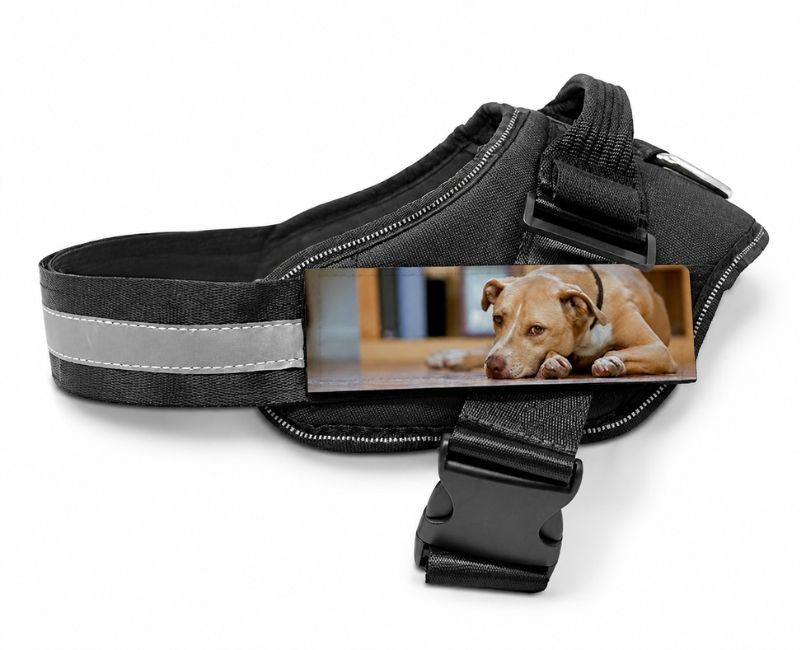 Pettorina personalizzata per cane